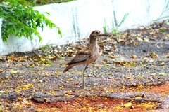 Burhinus senegalensis