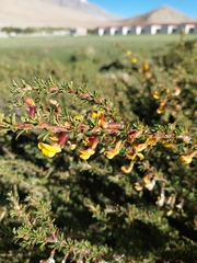 Caragana versicolor