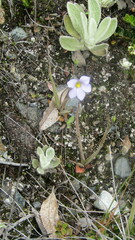 Pinguicula elongata