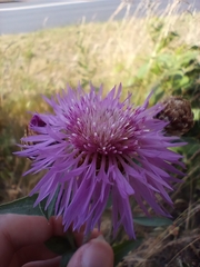 Centaurea jacea