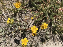 Ivesia lycopodioides