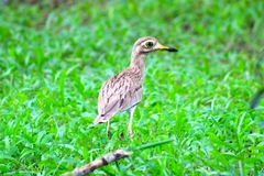 Burhinus senegalensis