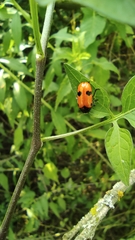 Clytra quadripunctata
