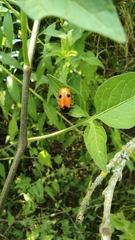 Clytra quadripunctata