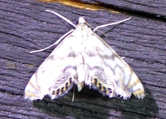 Neocataclysta magnificalis
