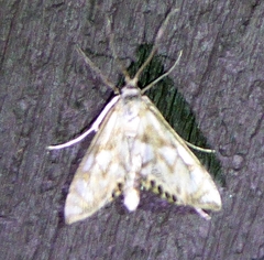 Neocataclysta magnificalis
