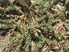 Ivesia lycopodioides