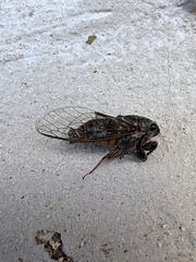 Lyristes plebejus