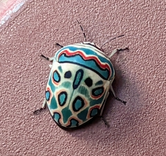Sphaerocoris annulus