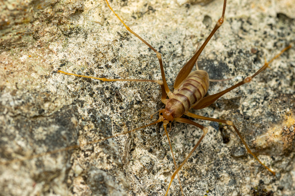 Dolichopoda kofinasi
