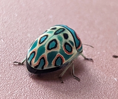 Sphaerocoris annulus