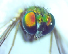 Condylostylus caudatus