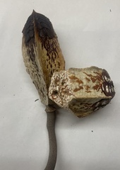Swietenia