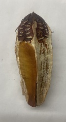 Swietenia