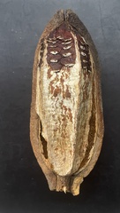 Swietenia