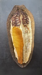 Swietenia