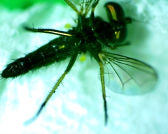 Condylostylus caudatus