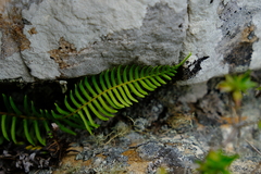 Blechnum australe