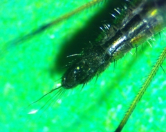 Condylostylus caudatus