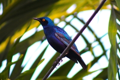 Lamprotornis