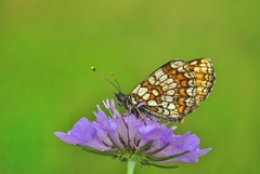 Melitaea britomartis