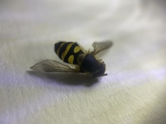 Parasyrphus annulatus