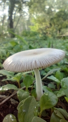 Fungi