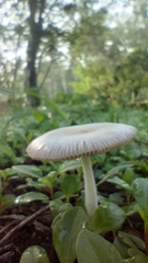 Fungi