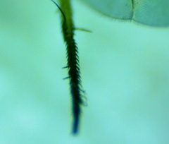 Condylostylus caudatus