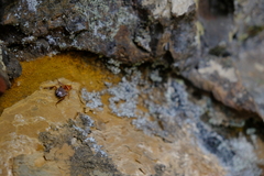 Temnopteryx phalerata