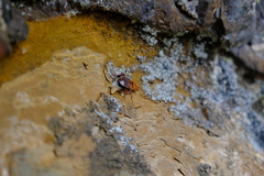 Temnopteryx phalerata