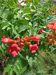 Campsis radicans