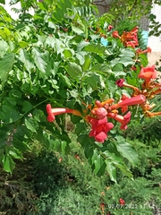 Campsis radicans