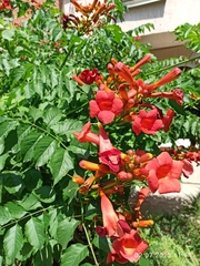 Campsis radicans
