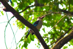 Halcyon senegalensis