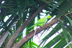 Psittacula krameri