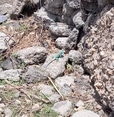 Acanthocercus atricollis