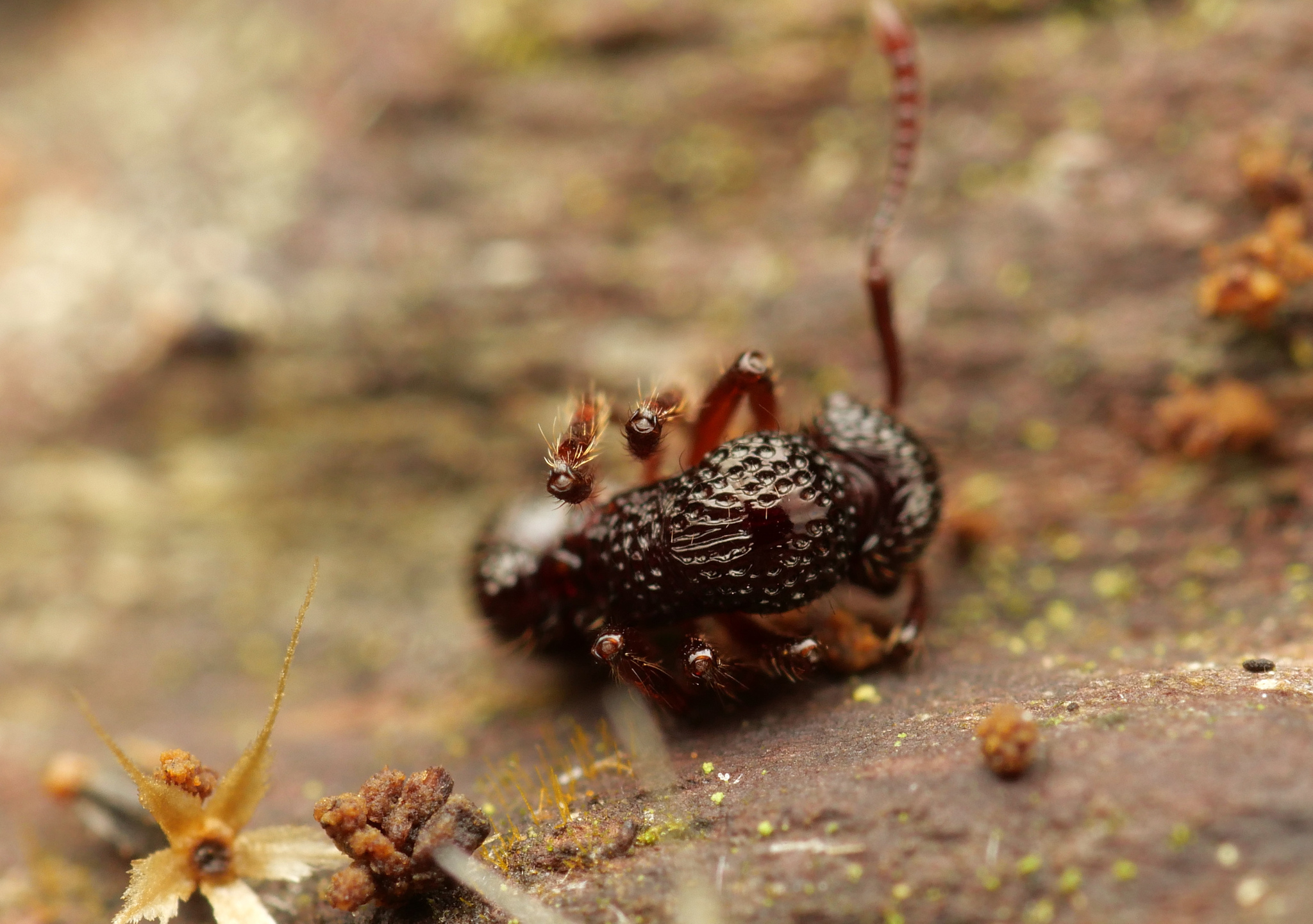 Stictoponera grammodes