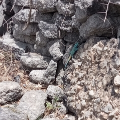 Acanthocercus atricollis