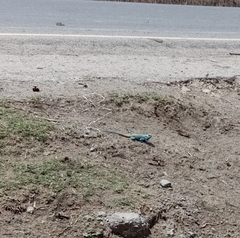 Acanthocercus atricollis