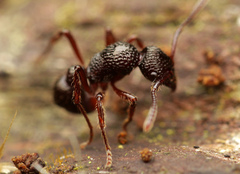 Stictoponera grammodes