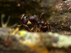 Stictoponera grammodes