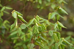 Correa reflexa lobata