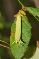 Correa reflexa lobata