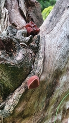 Auricularia heimuer