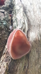Auricularia heimuer