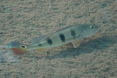 Cichla