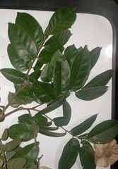 Pterocarpus