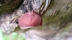 Auricularia heimuer