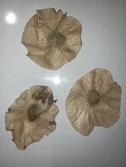 Pterocarpus